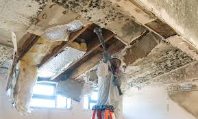 Why You Should Choose Our Mold Remediation Services in Goodview, MN